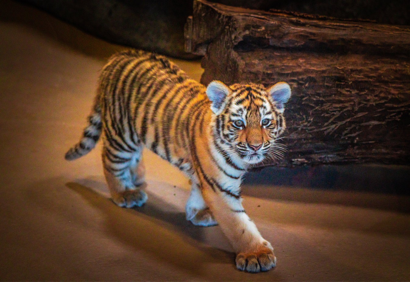 Mila the Amur Tiger girl