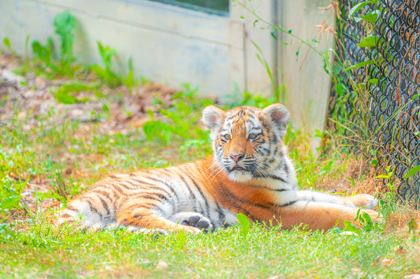 Mila the female baby Amur Tiger