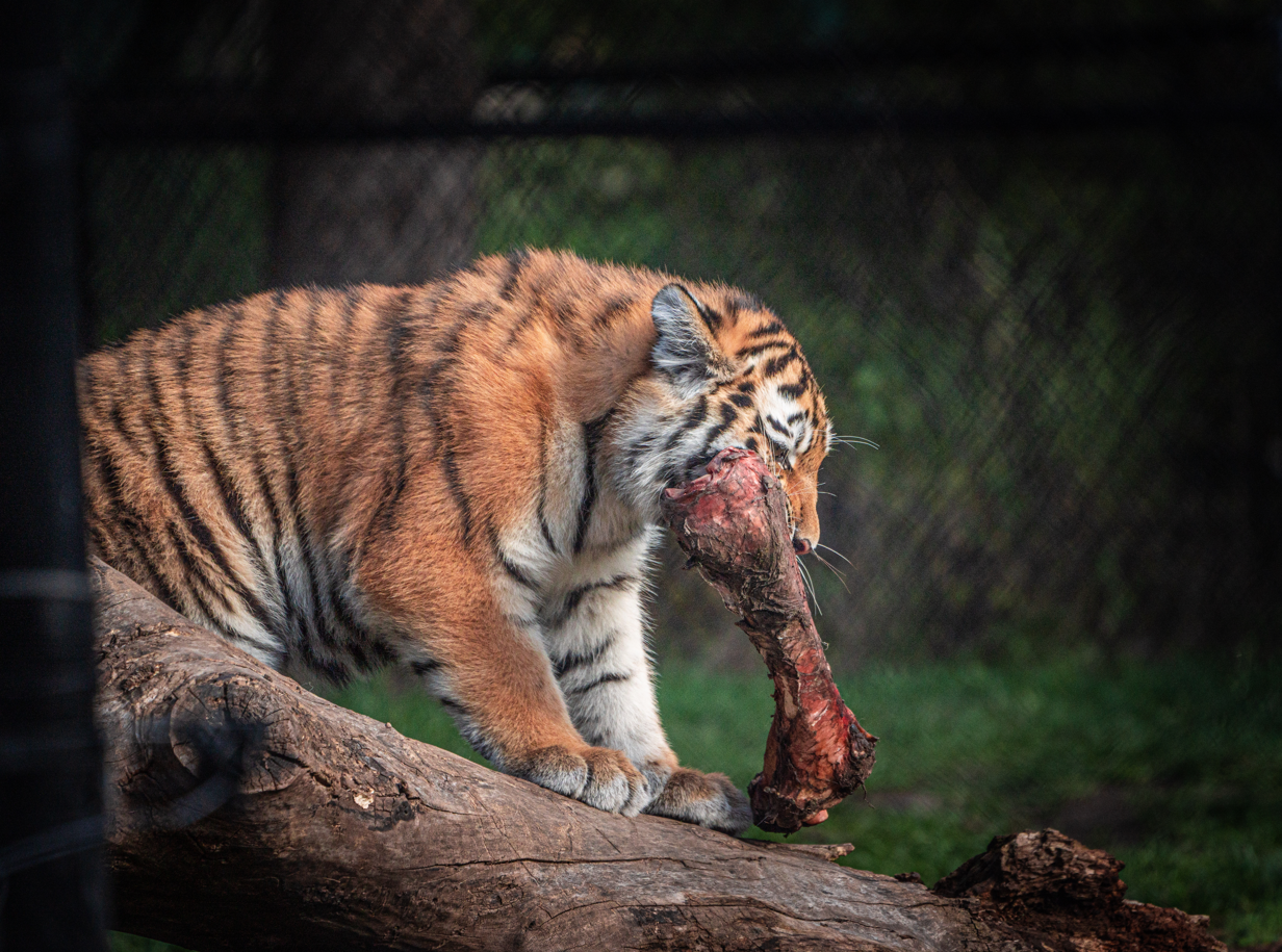 Mila the female baby Amur Tiger
