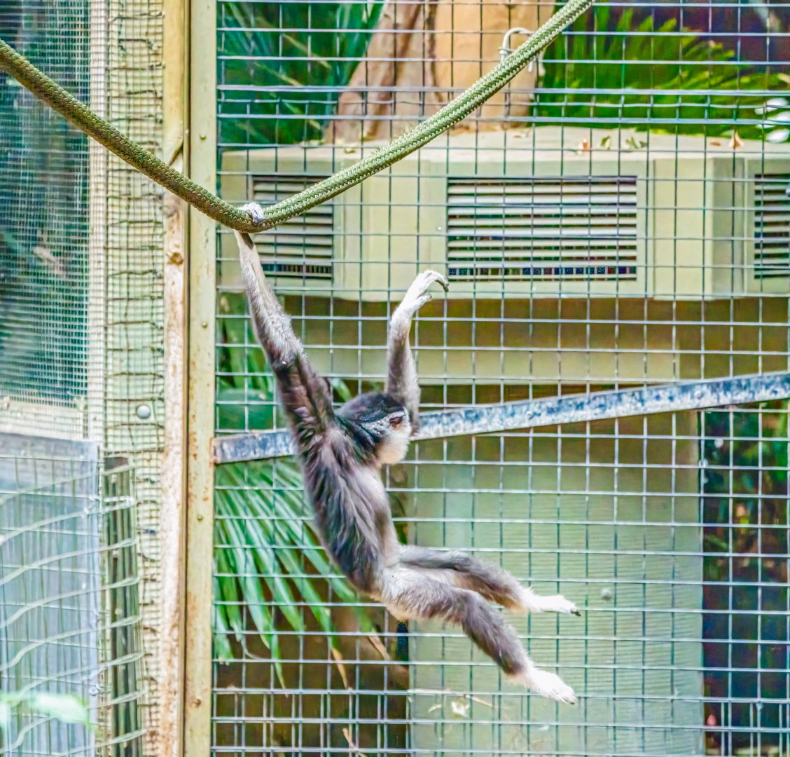 Mileena the young female Lar Gibbon