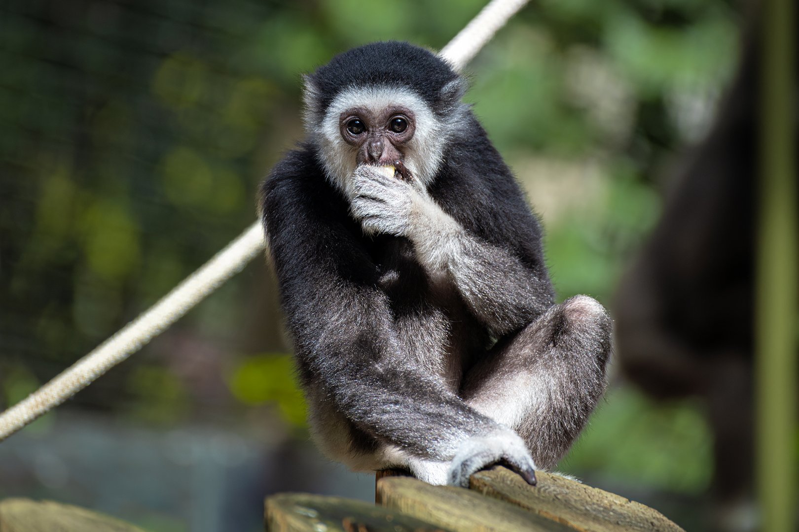 Mileena, White-handed gibbon (Hylobates lar)