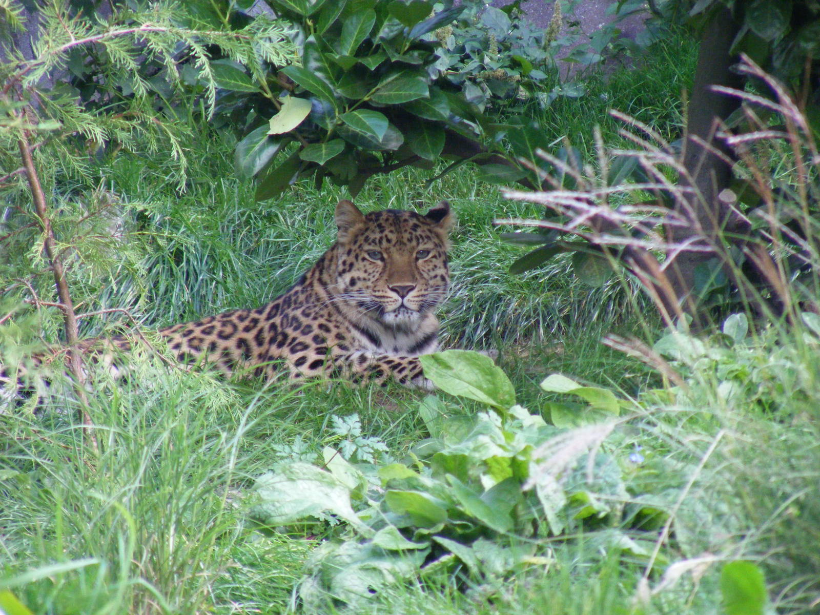 Milena the Amur leopard at Colchester Zoo, 17 September 2010