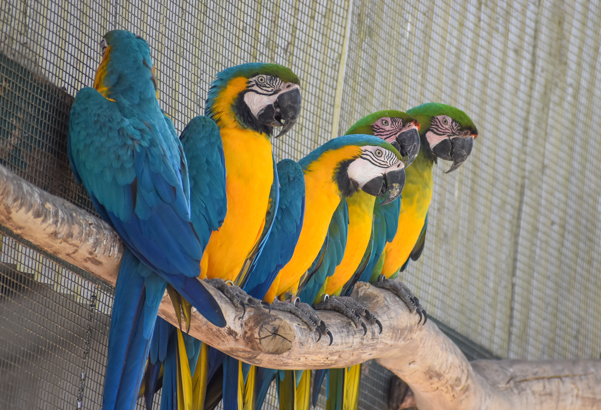 Miligold and Blue and Gold Macaws
