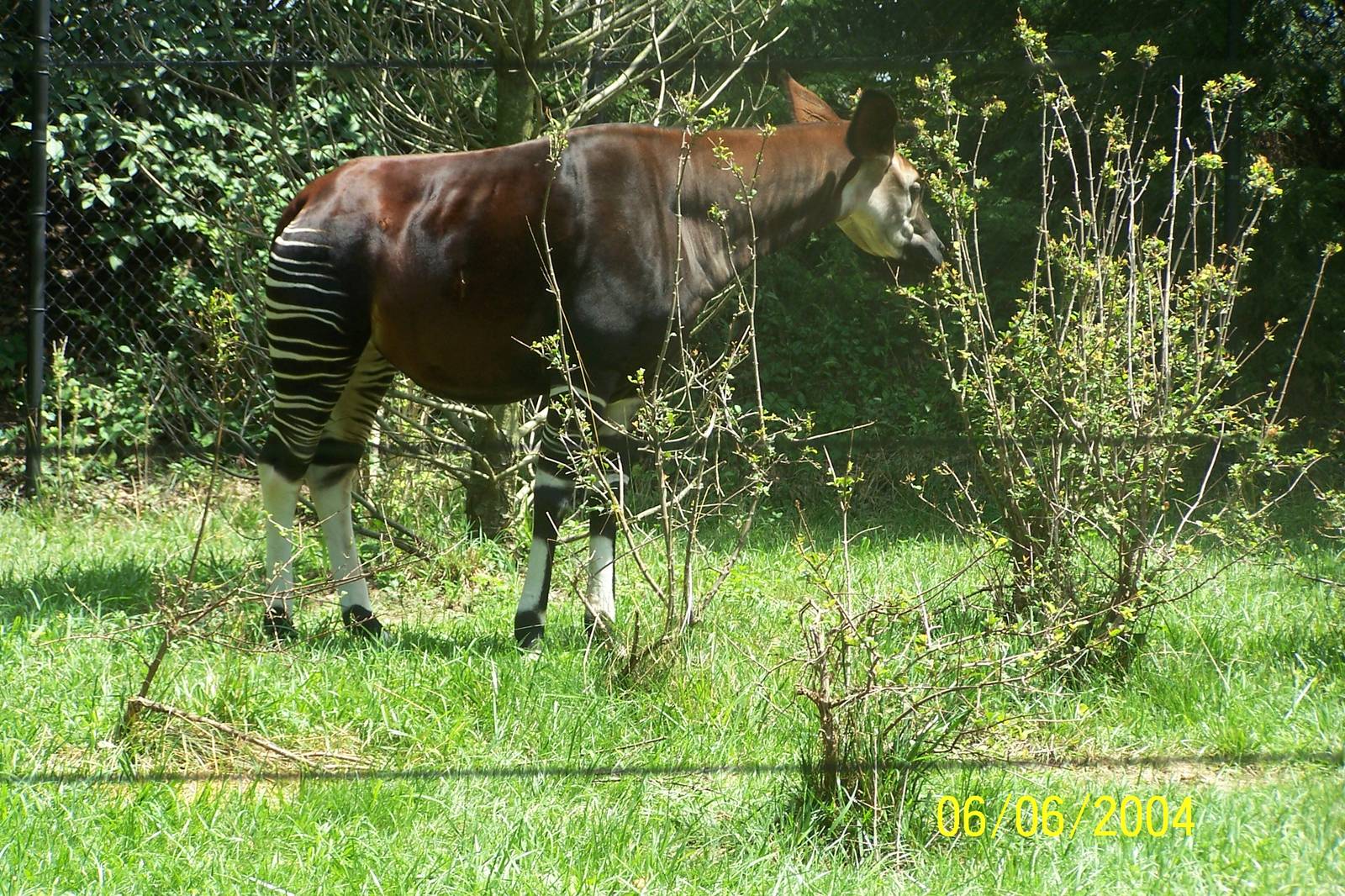 Miliki  ~ African Forest