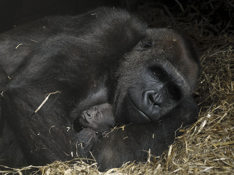 Miliki and infant: closer view