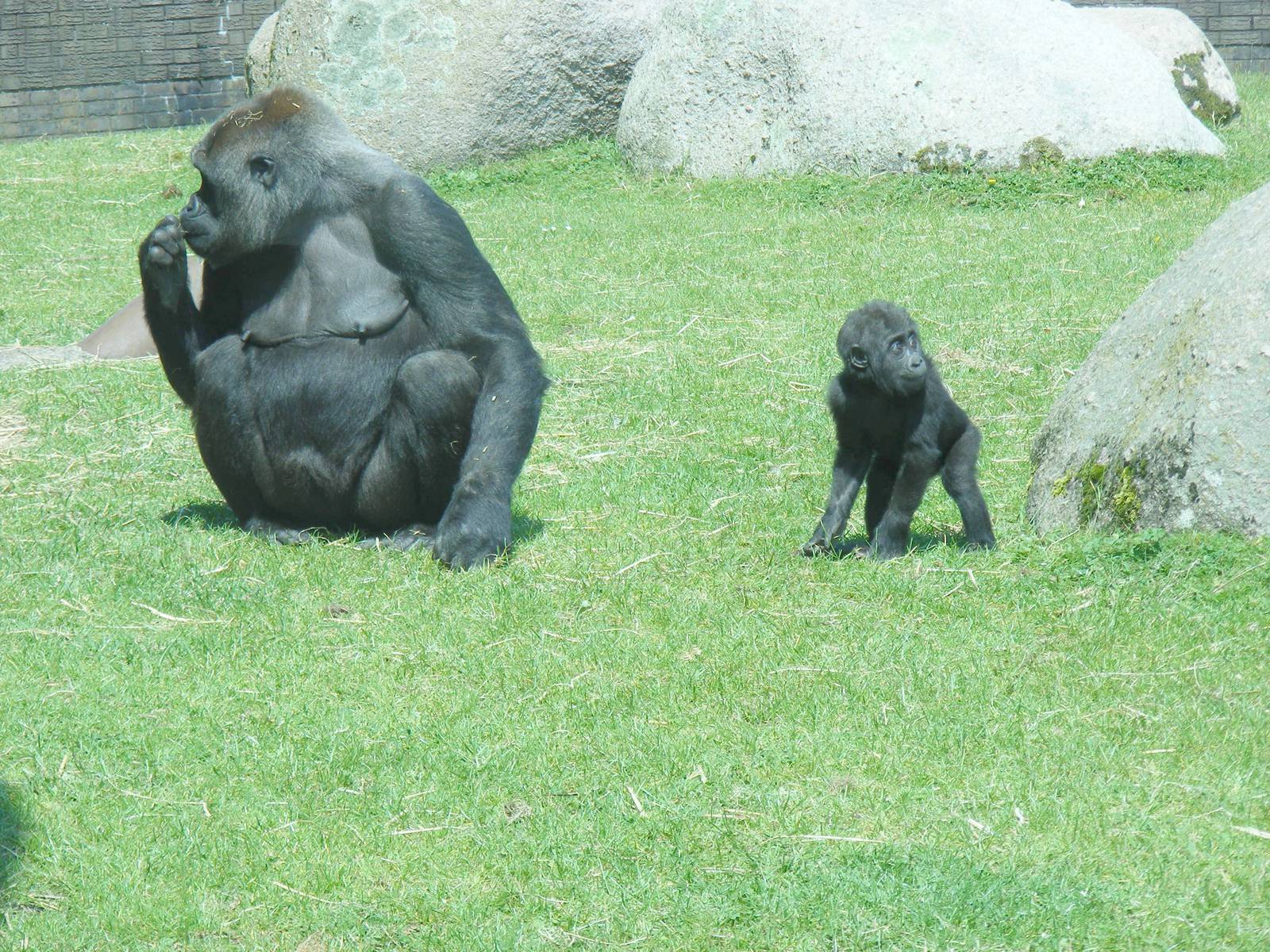 Miliki and Meisie the gorillas at Blackpool Zoo, 13 June 2011