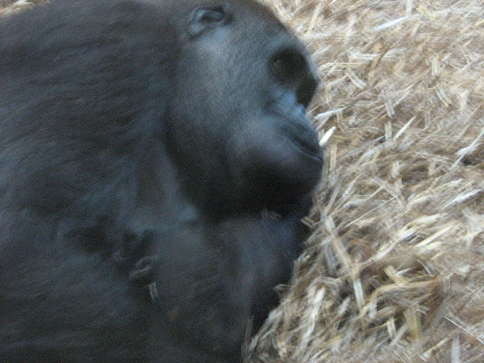 Miliki And Meisie The Western Lowland Gorilla's