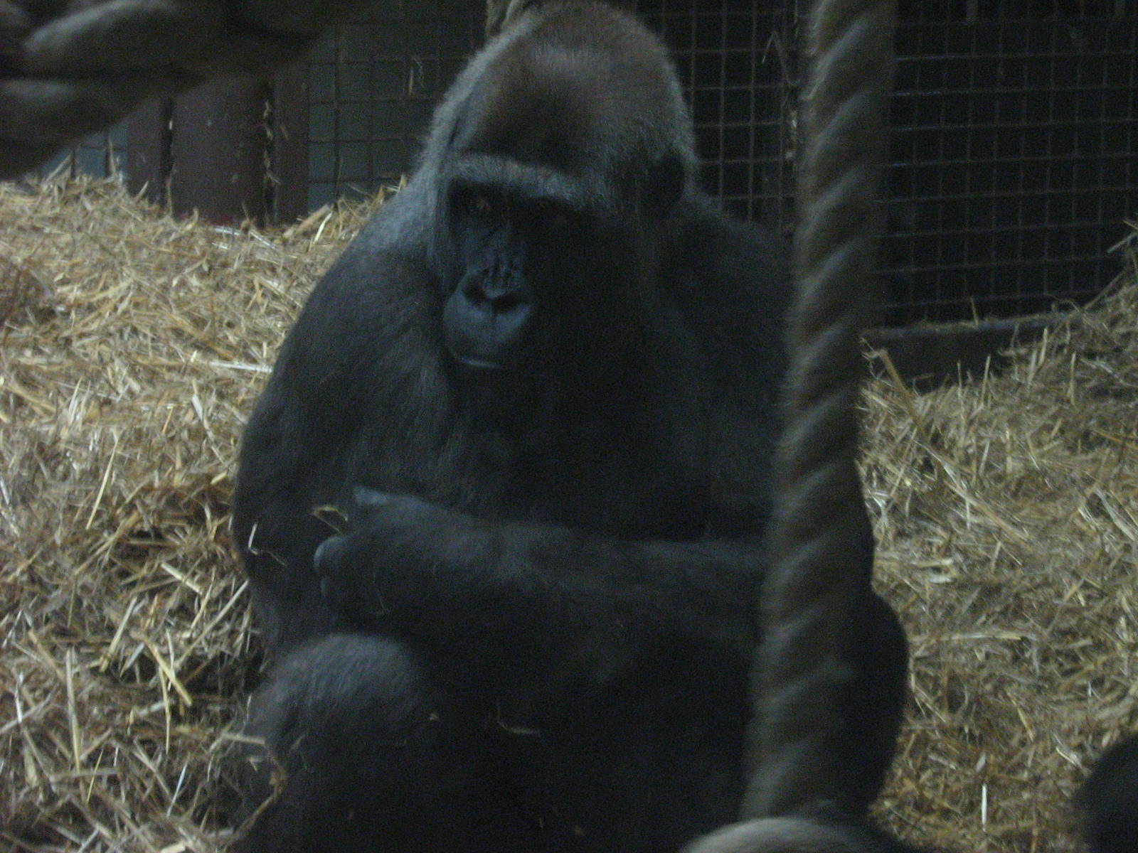 miliki female western lowland gorillla