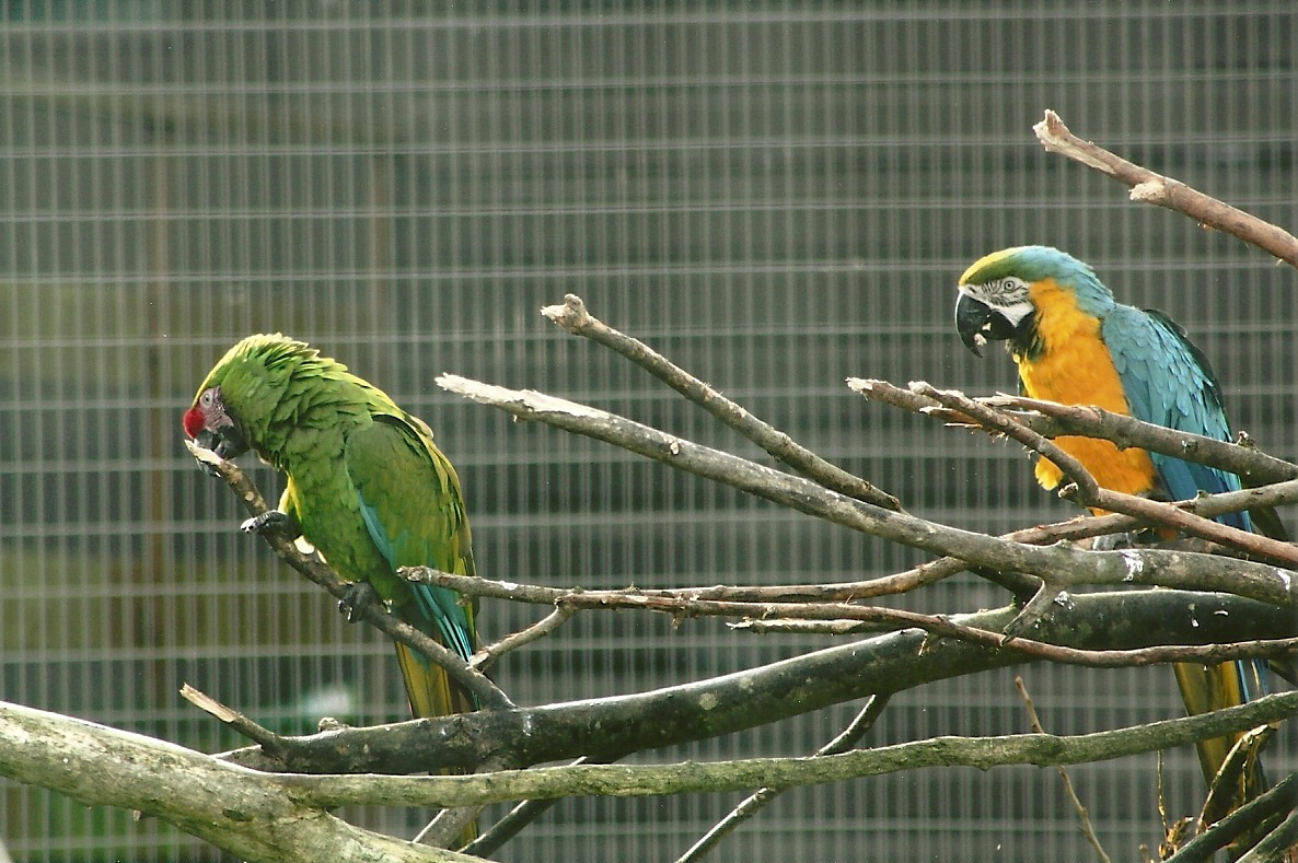 Military, and Blue and Yellow Macaws, 17th February 2012
