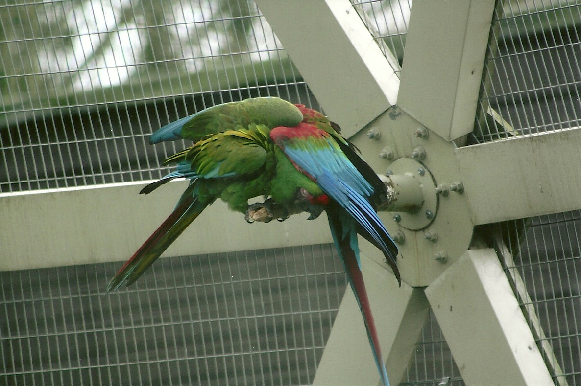 Military and Green-winged Macaws preening, 17th February 2012