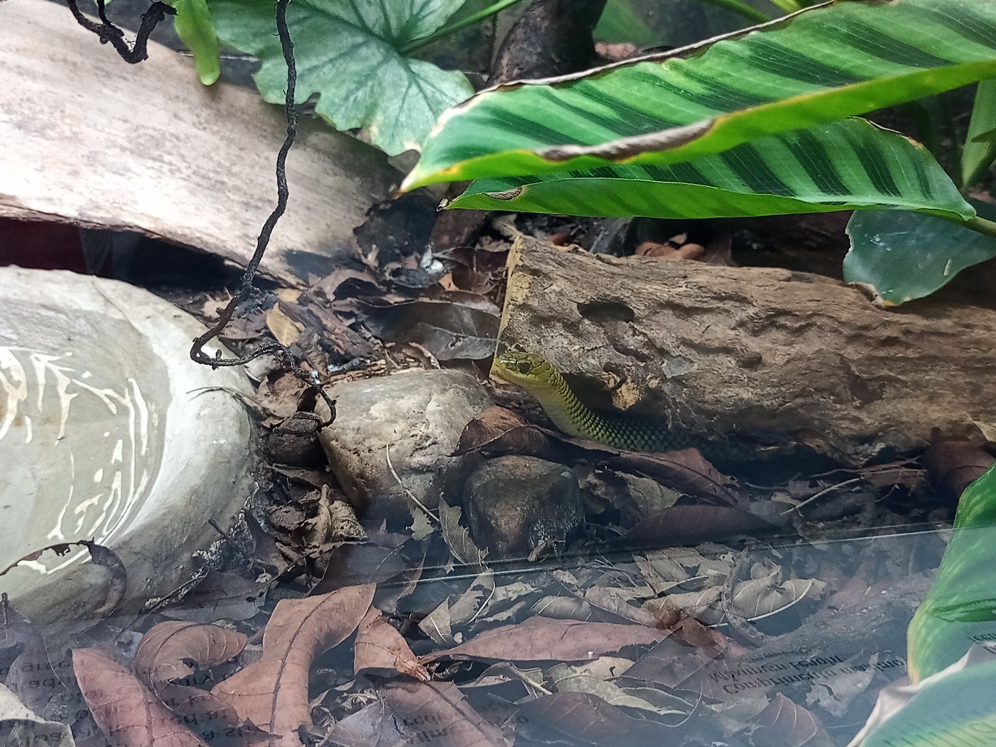 Military ground snake