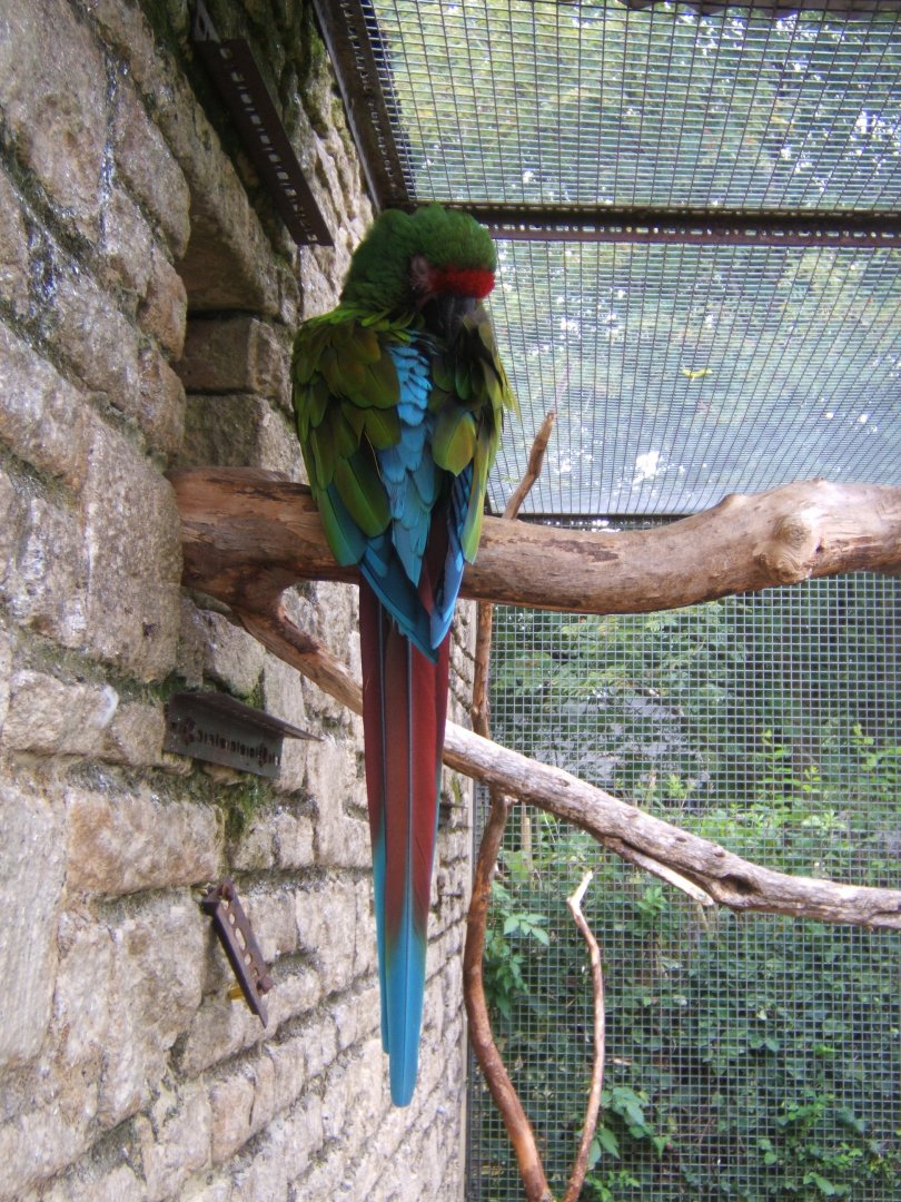 Military Macaw 10/09/2017