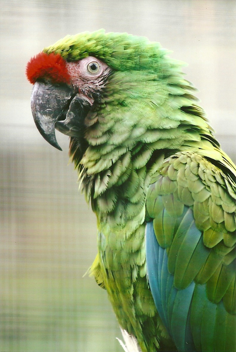 Military Macaw 13th September 2012