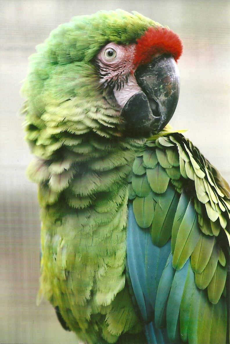 Military Macaw 13th September 2012