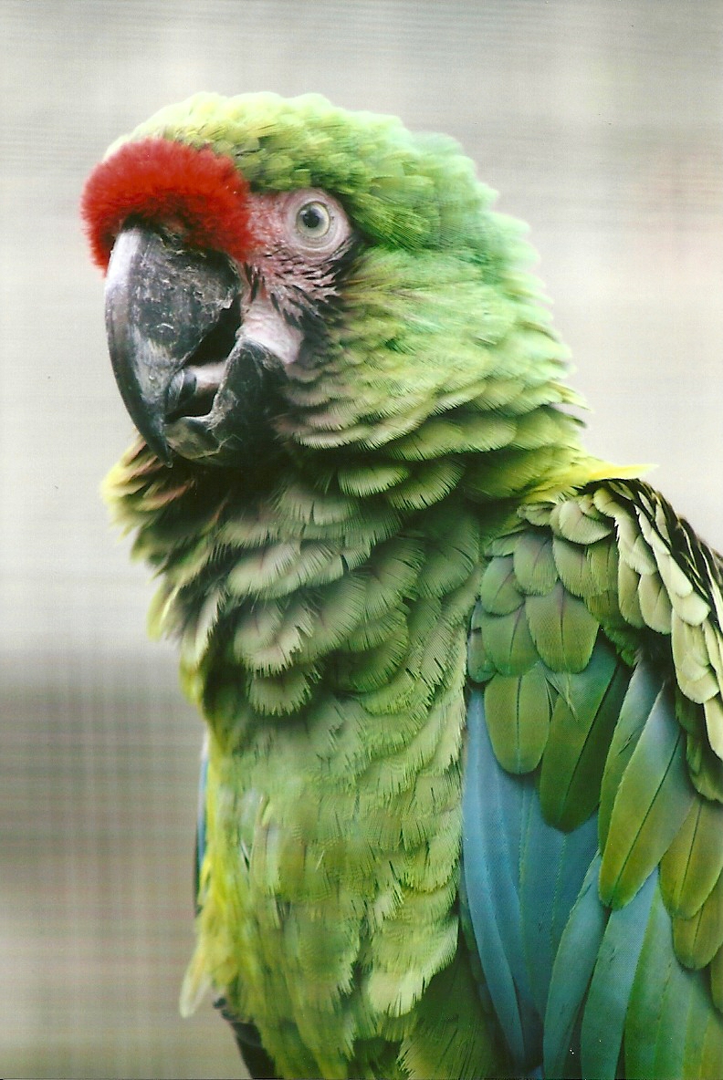 Military Macaw 13th September 2012