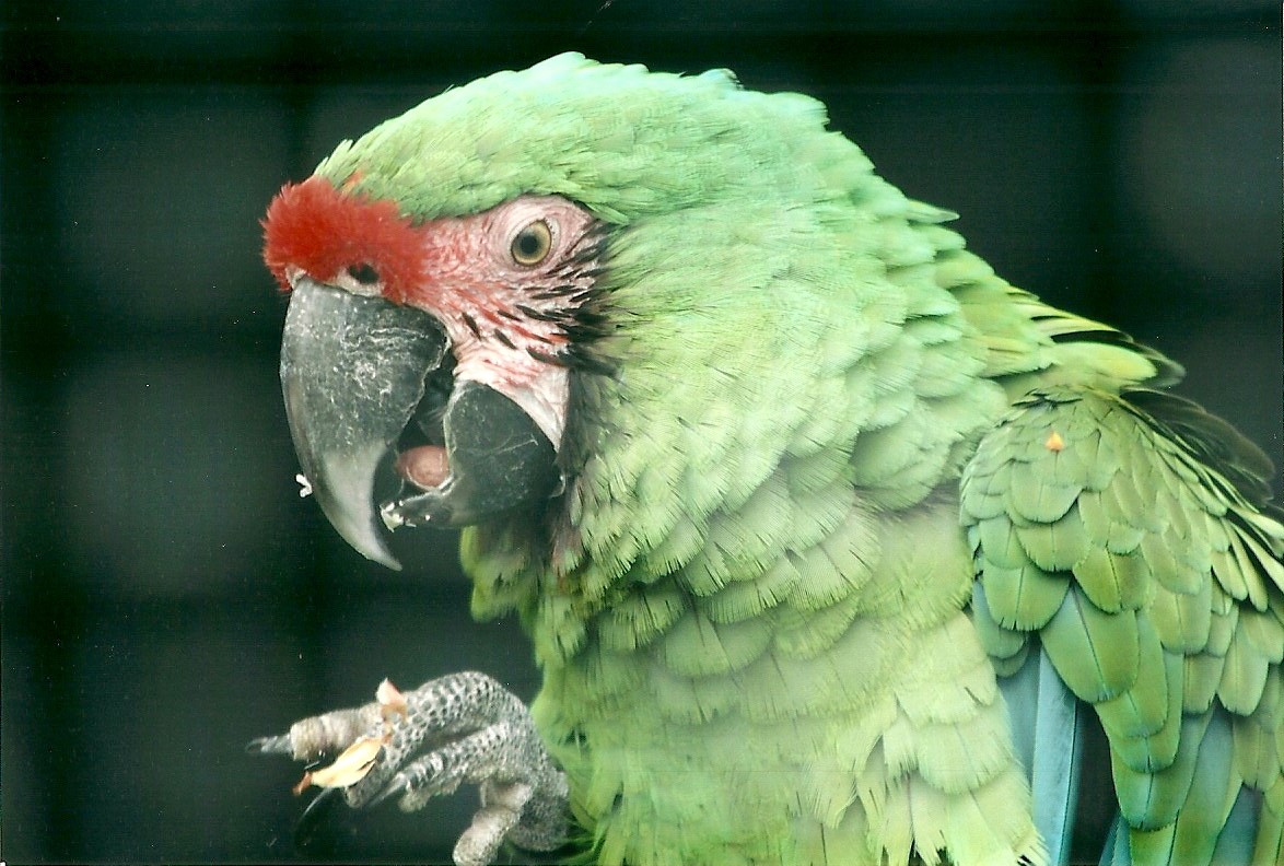 Military Macaw 19th May 2013