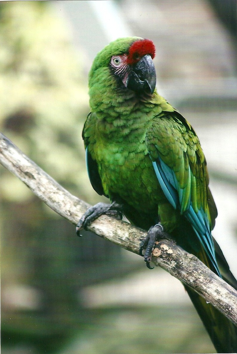 Military Macaw 1st November 2012