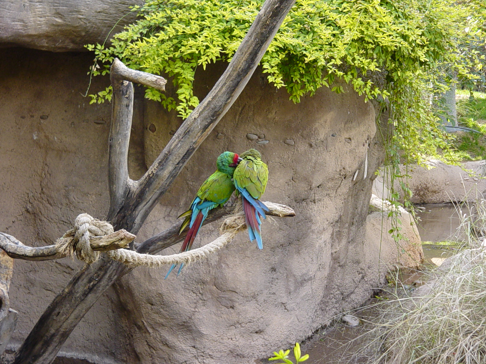 Military Macaw (2004)