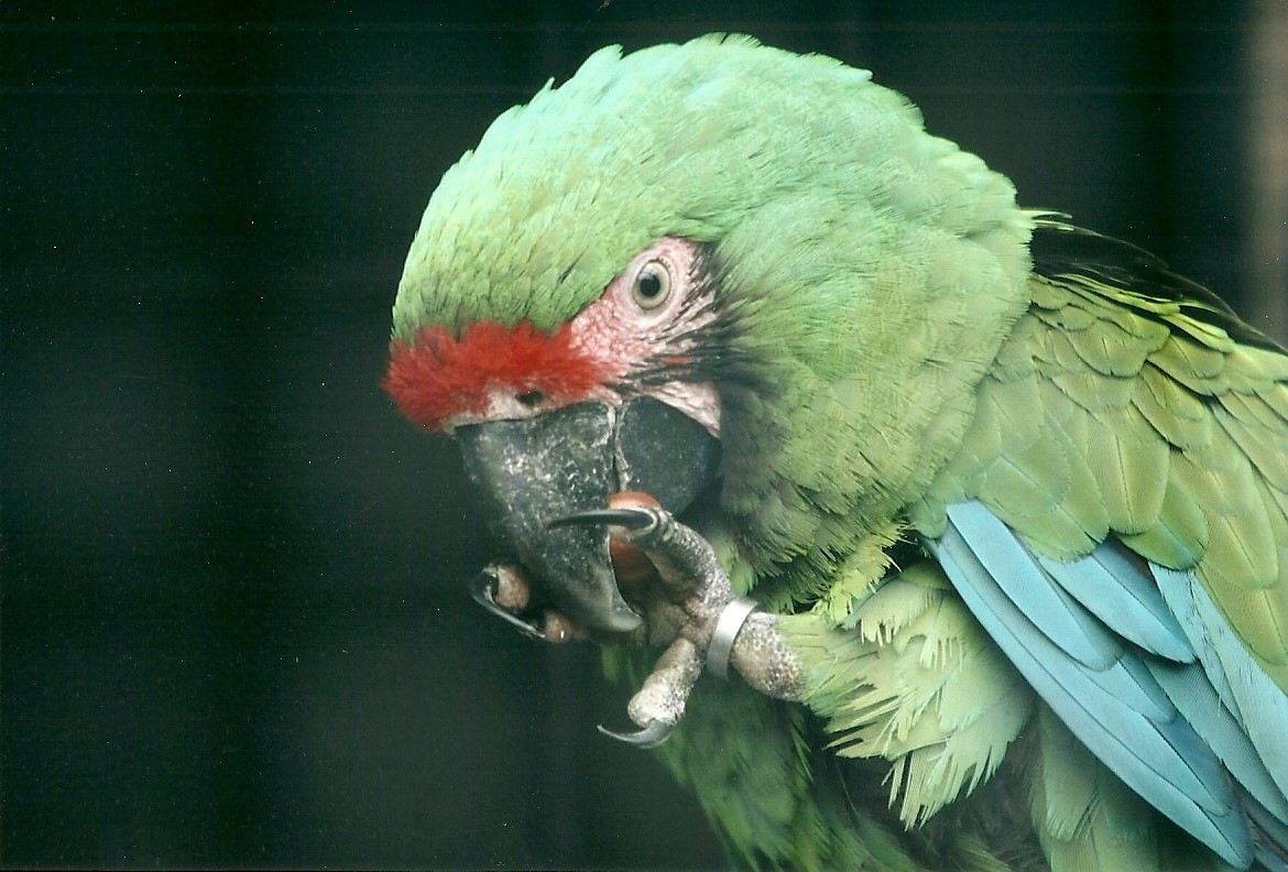 Military Macaw 20th May 2013