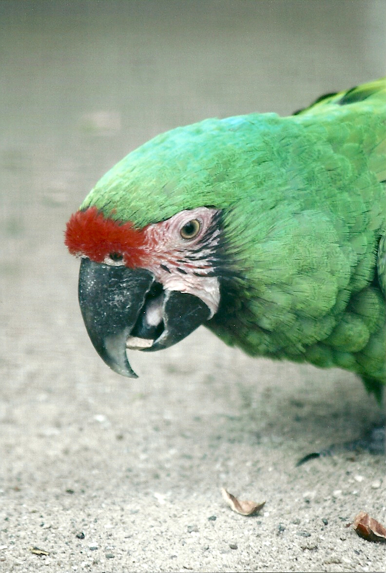 Military Macaw 20th May 2013