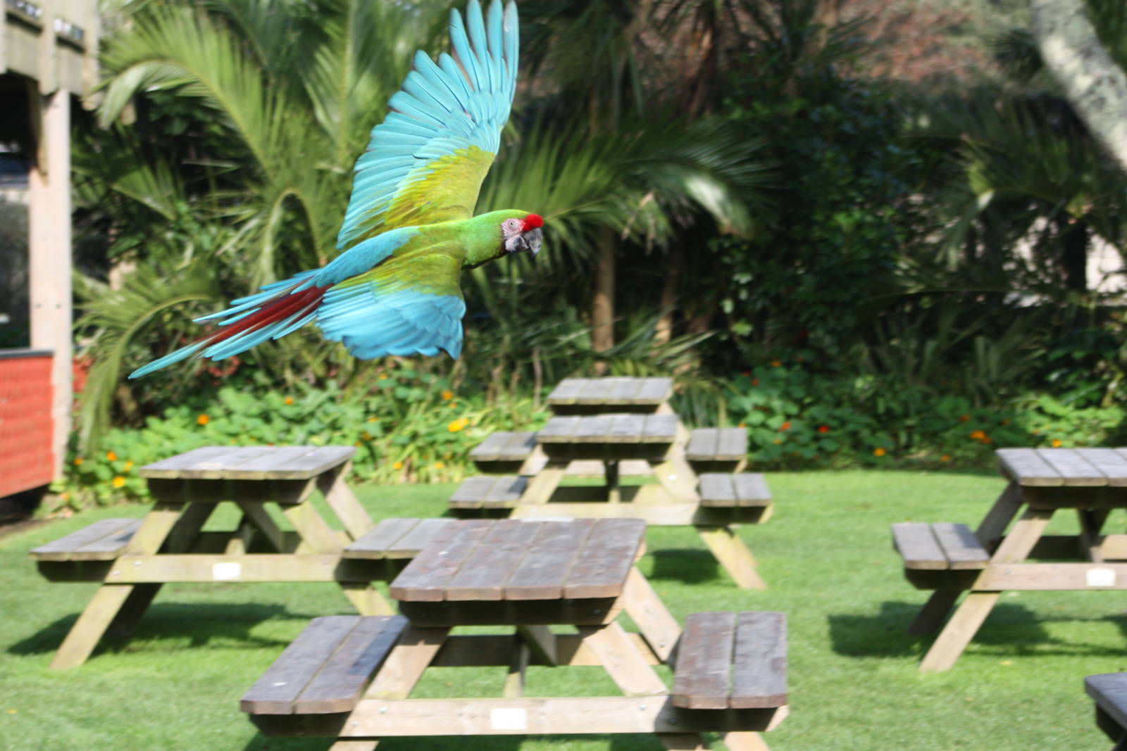 Military Macaw, 26th September 2013