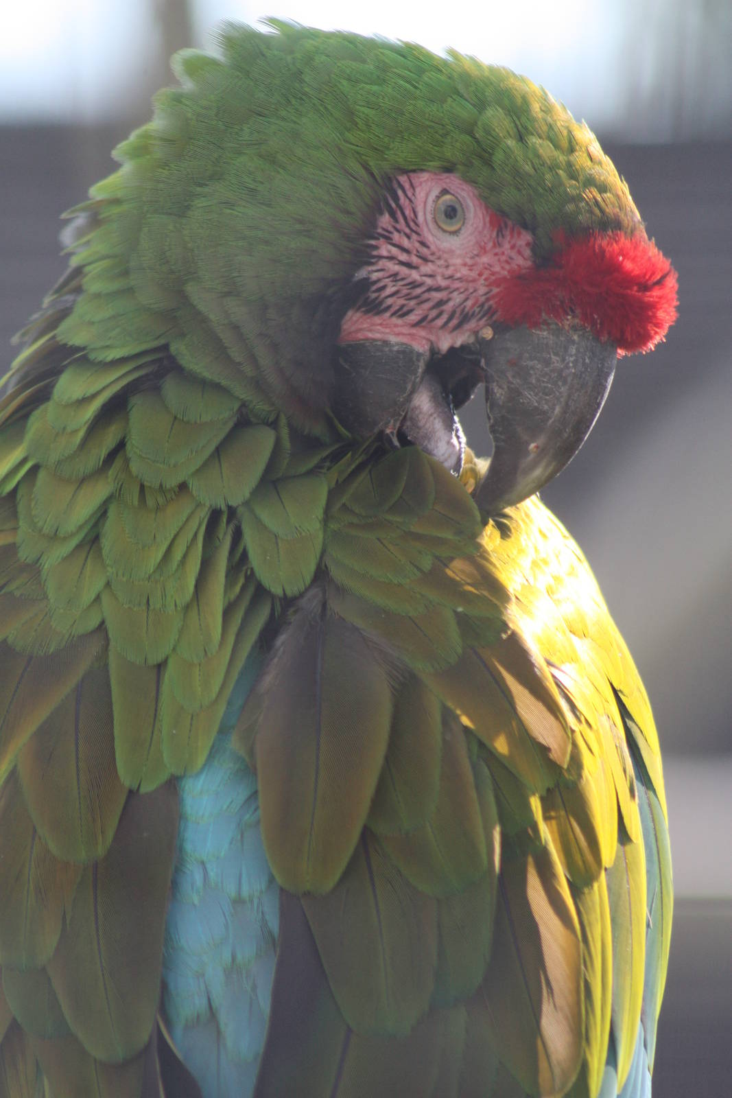 Military Macaw, 4th August 2014