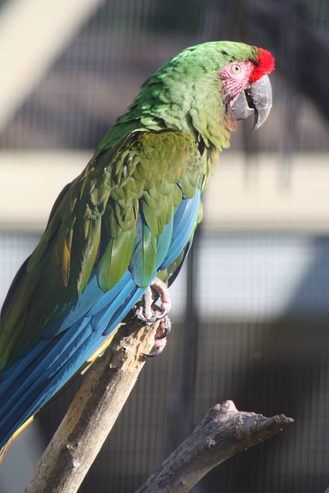 Military Macaw, 4th August 2014