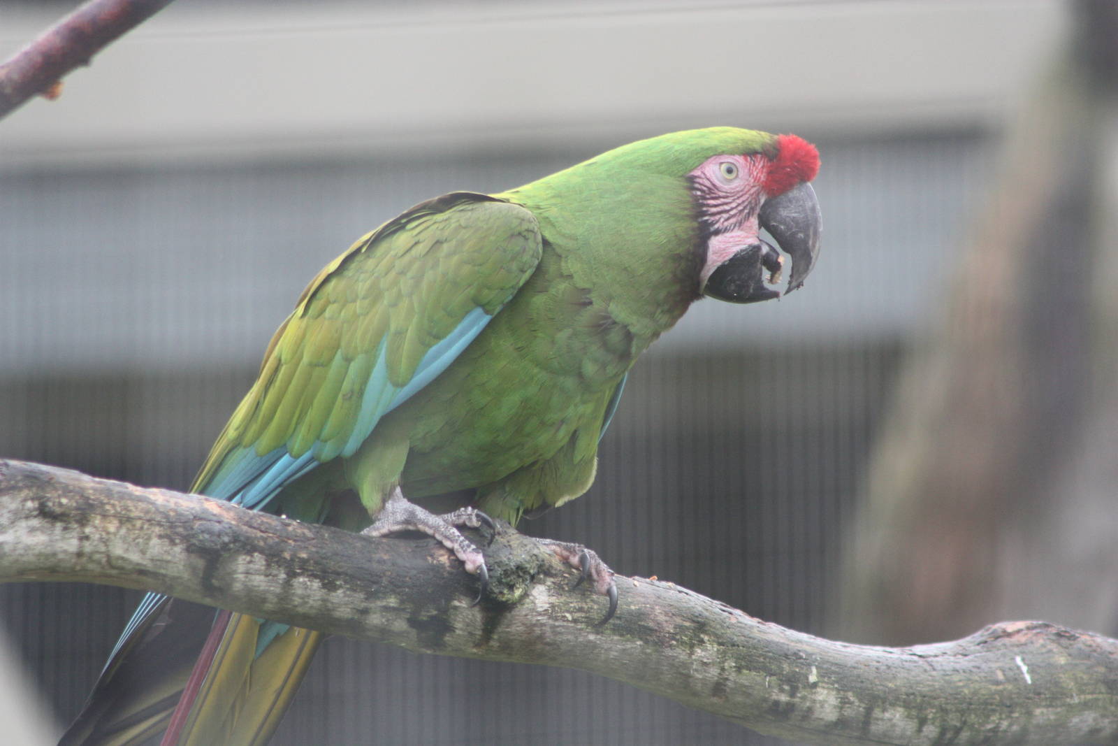 Military Macaw, 9th June 2014