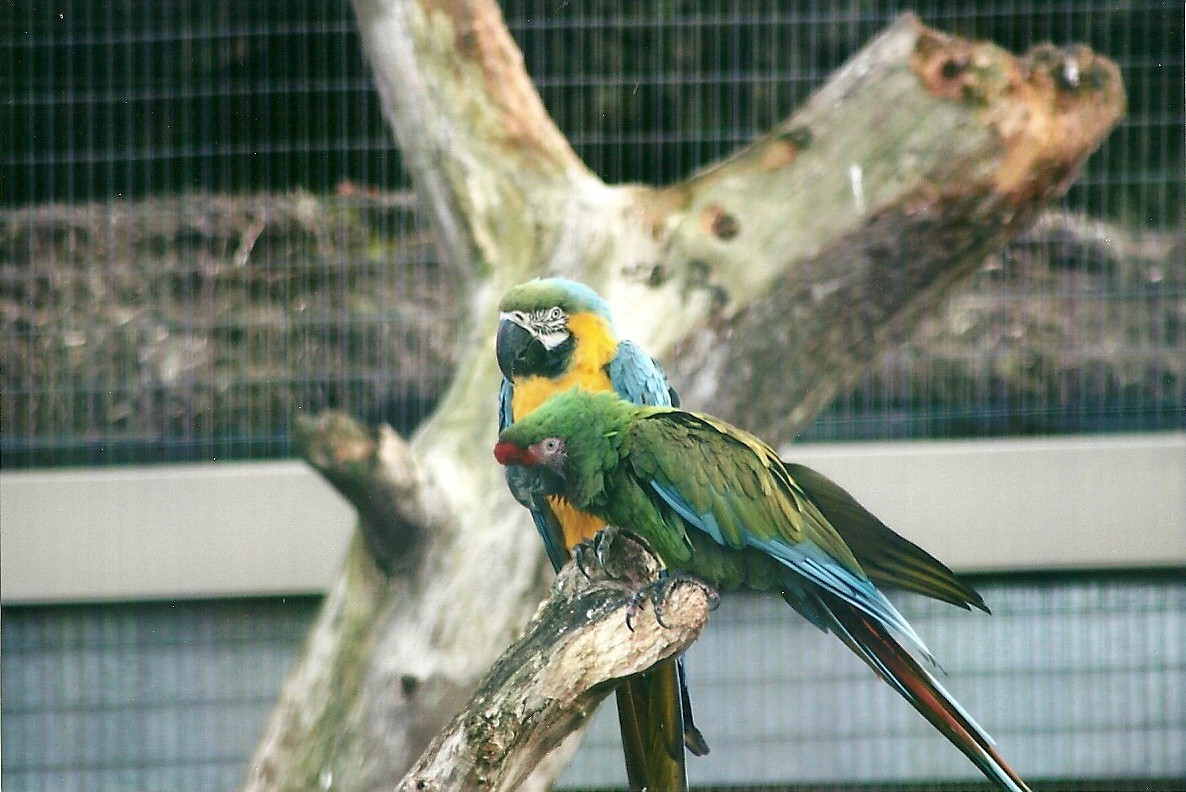 Military Macaw, and Blue and Yellow Macaw 1st November 2012