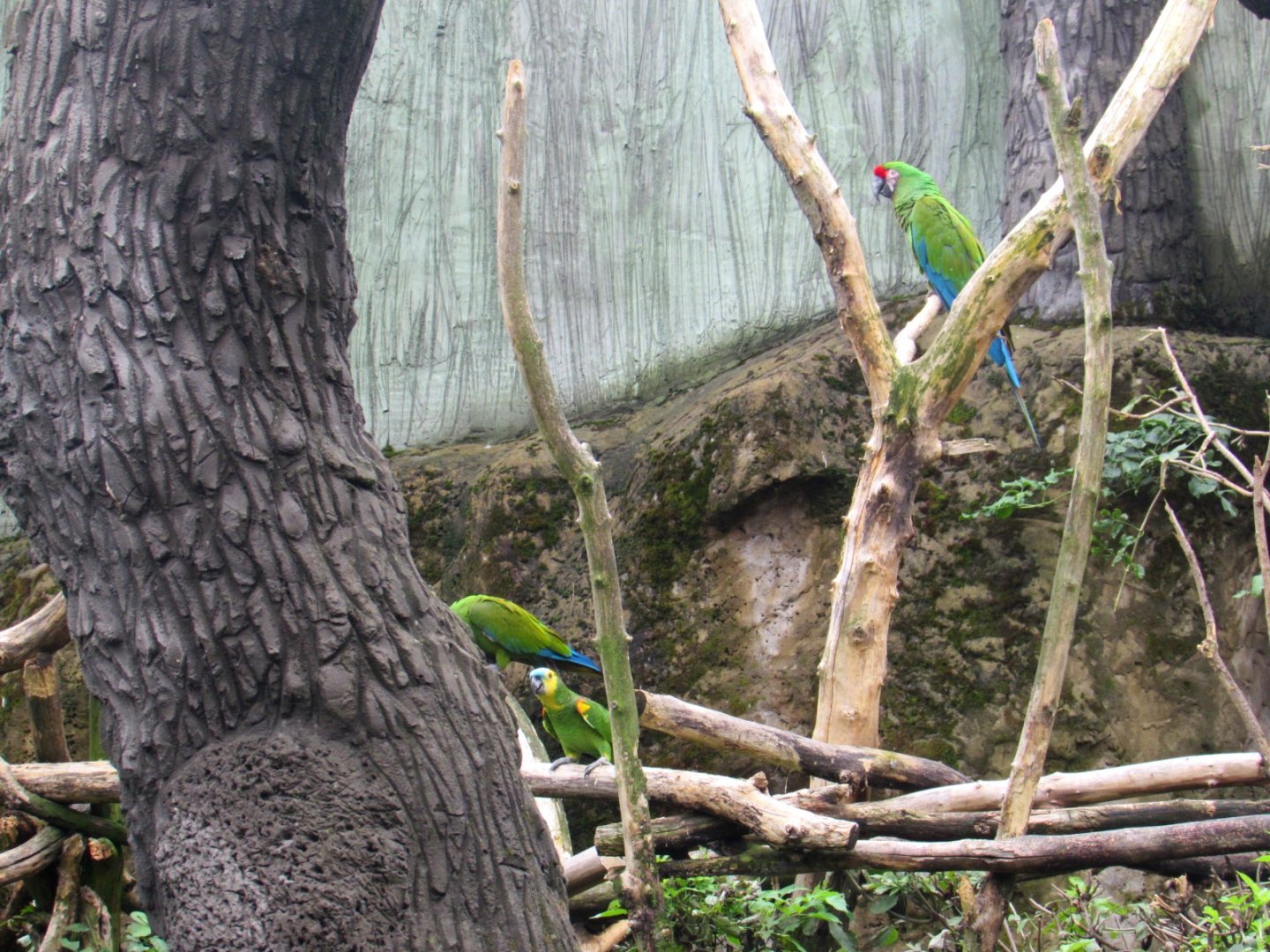 Military Macaw and Blue-fronted Amazon in a mixed aviary