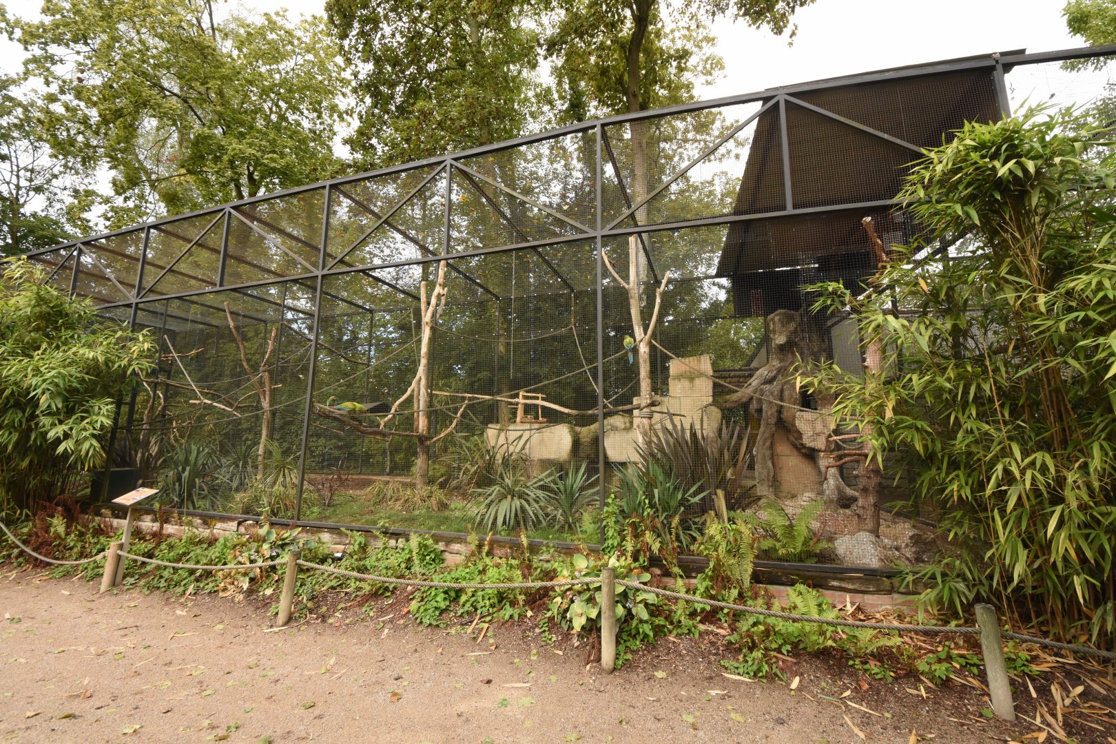 Military Macaw and Patagonian Conure aviary
