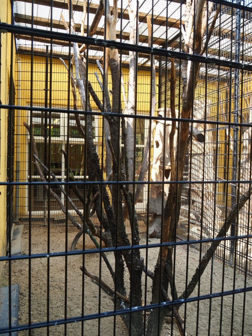 Military macaw and satyr tragopan aviary (Aug 28th, 2018)