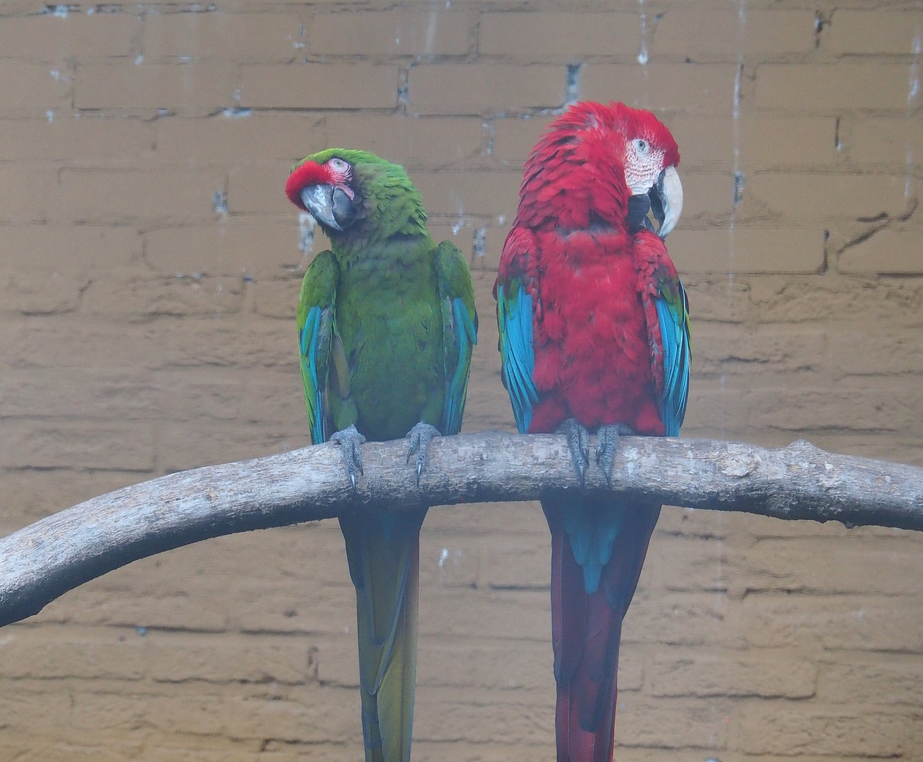 Military macaw (Ara militaris) and Green-winged macaw (Ara chloropterus), 2022-08-28