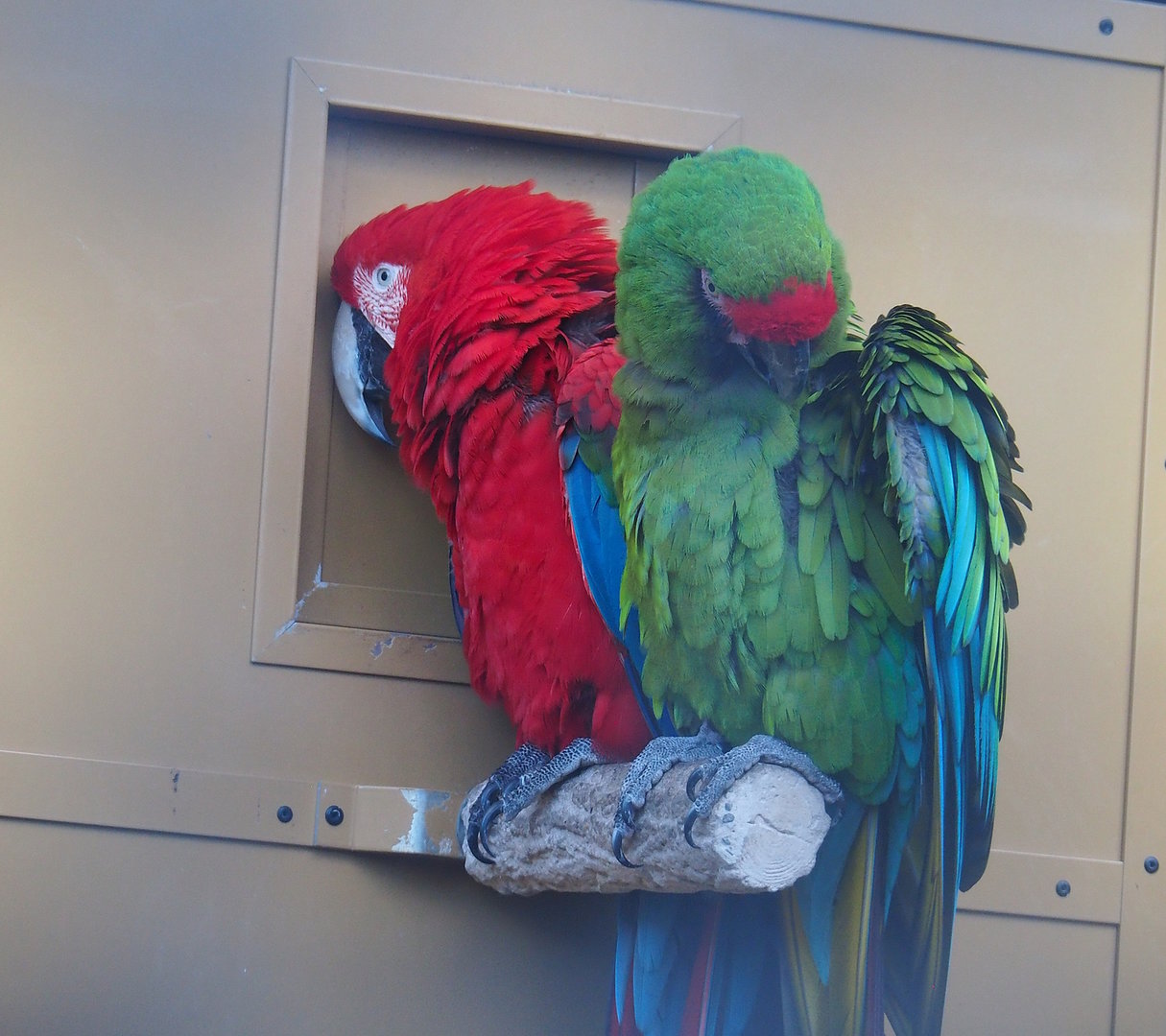 Military macaw (Ara militaris) and Green-winged macaw (Ara chloropterus), 2022-08-28
