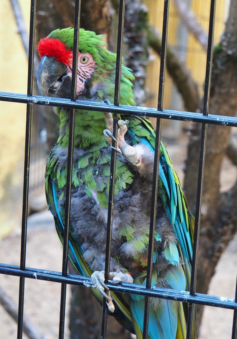 Military macaw (Ara militaris), Aug 28th, 2018