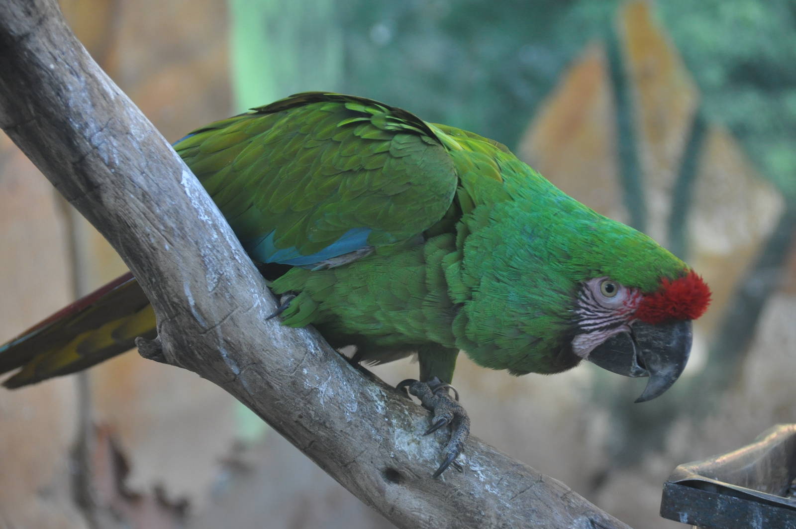 Military macaw/ Ara militaris