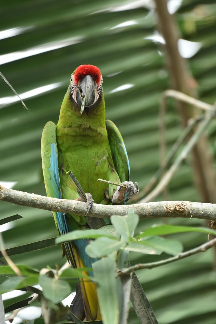 Military macaw (Ara militaris)