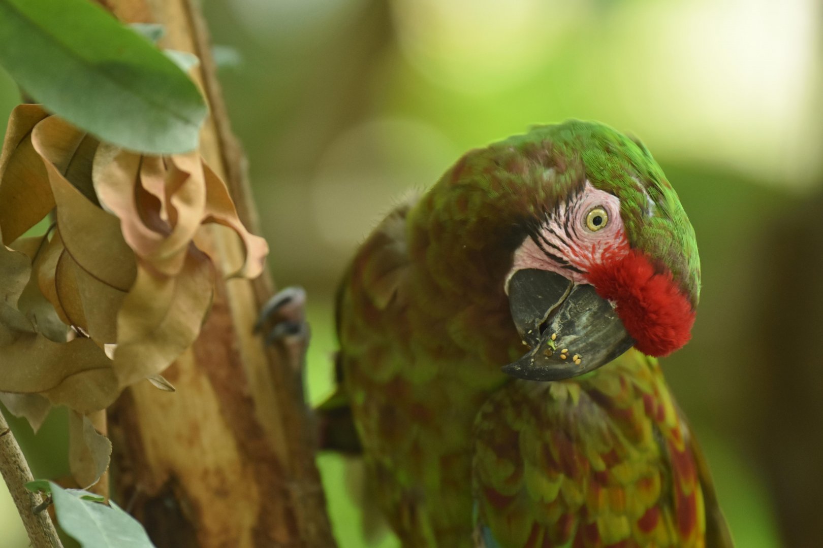 Military macaw (Ara militaris)