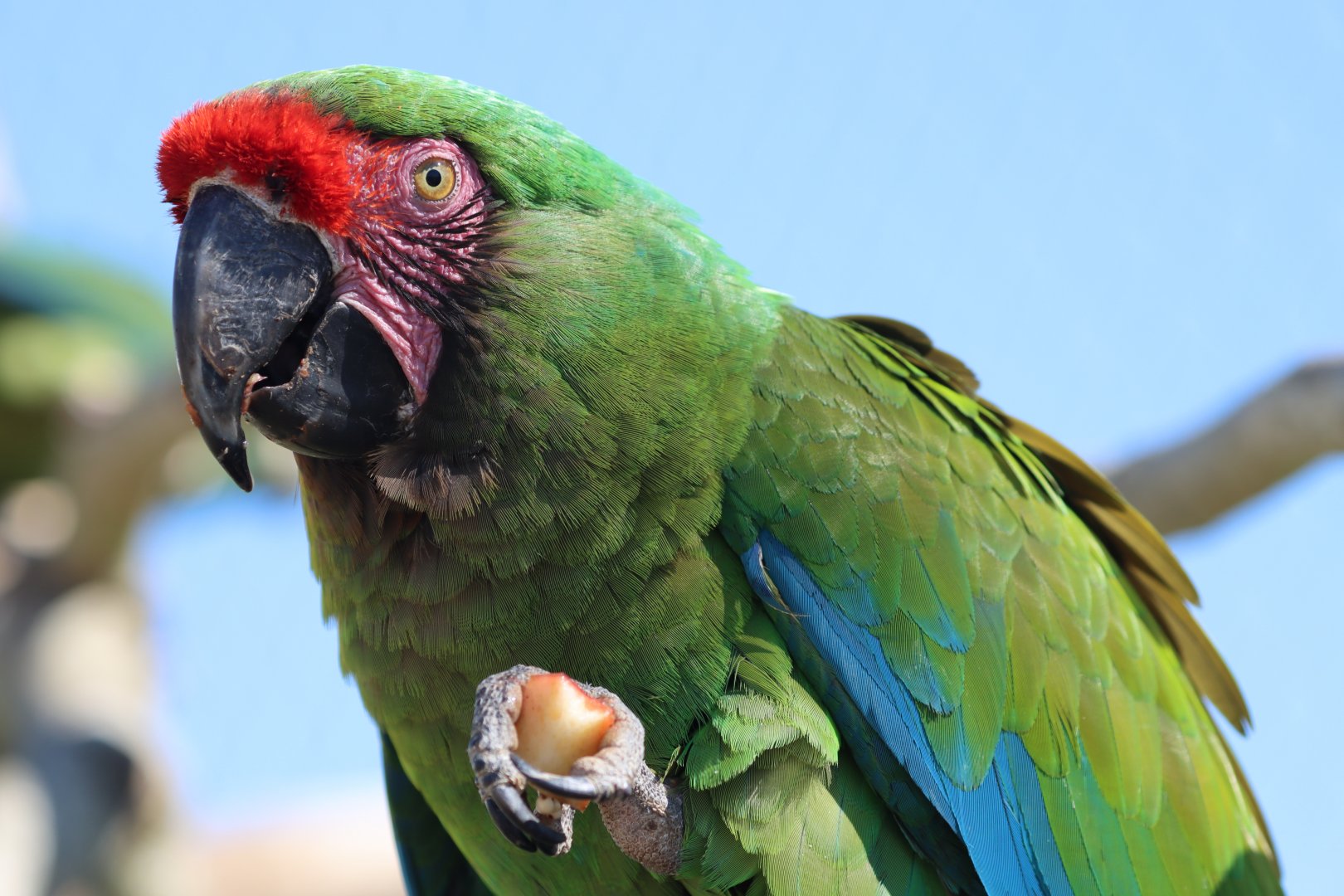Military macaw (Ara militaris)