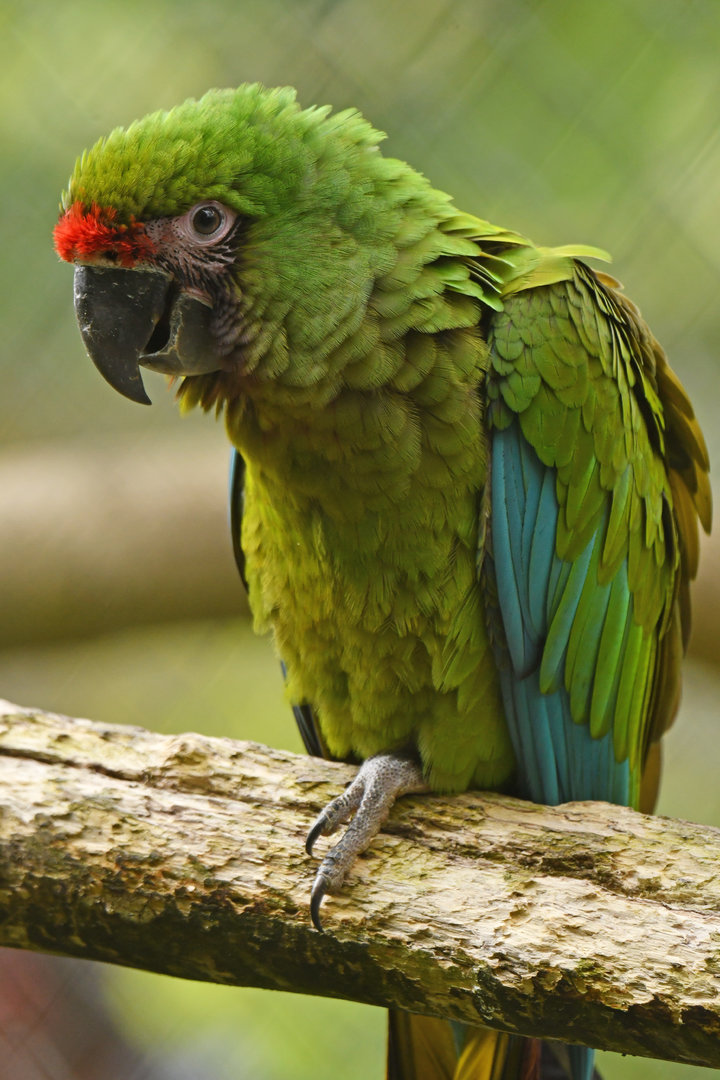 Military macaw (Ara militaris)