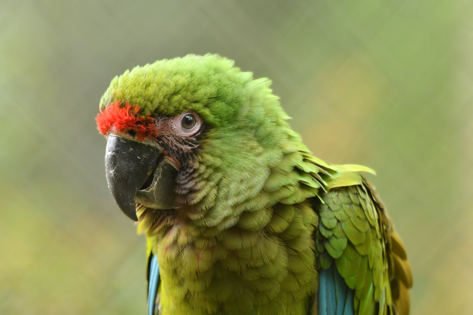 Military macaw (Ara militaris)