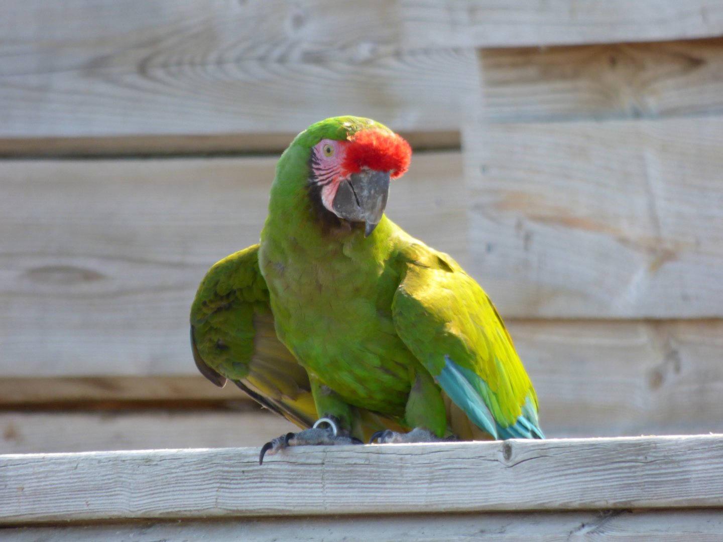 Military macaw (Ara militaris)