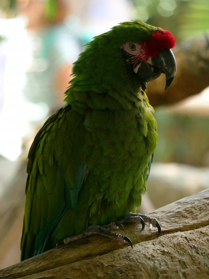 Military macaw (Ara militaris)
