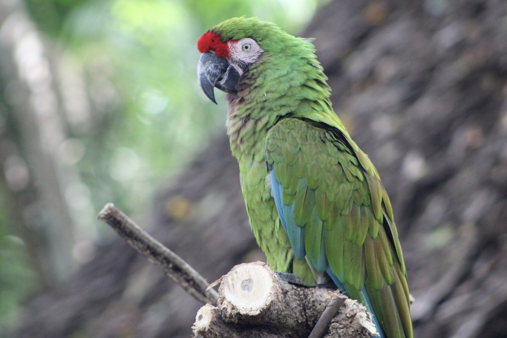 Military Macaw (Ara militaris)