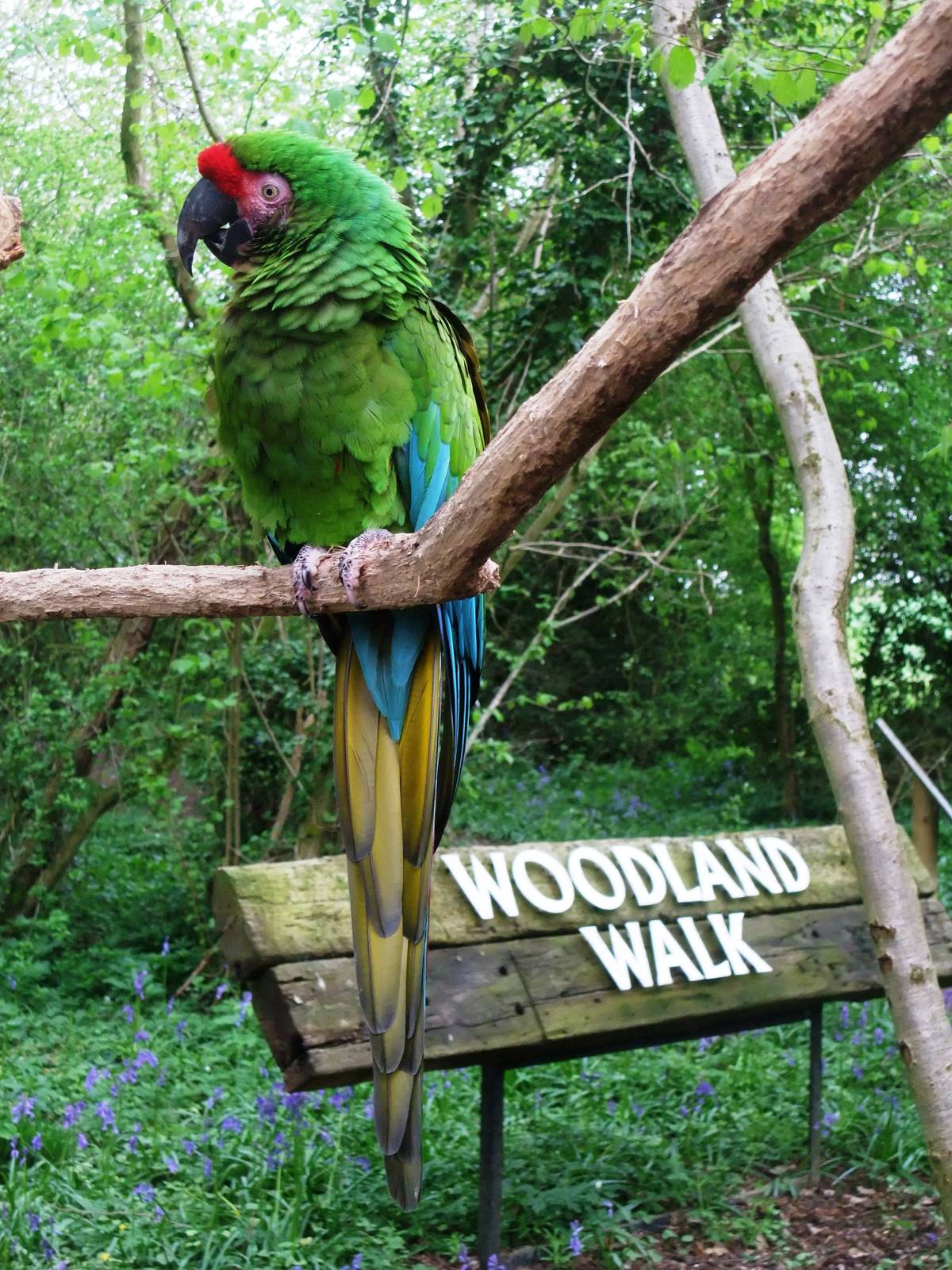 Military Macaw at Tropical Birdland, 18/05/13