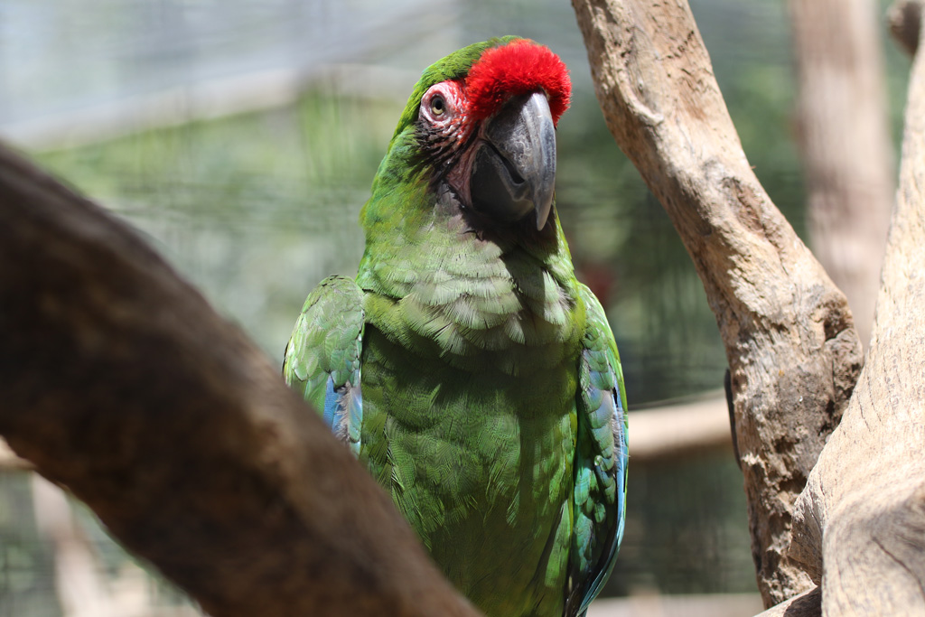 Military Macaw at Zoo de Lagos 7th August, 2017