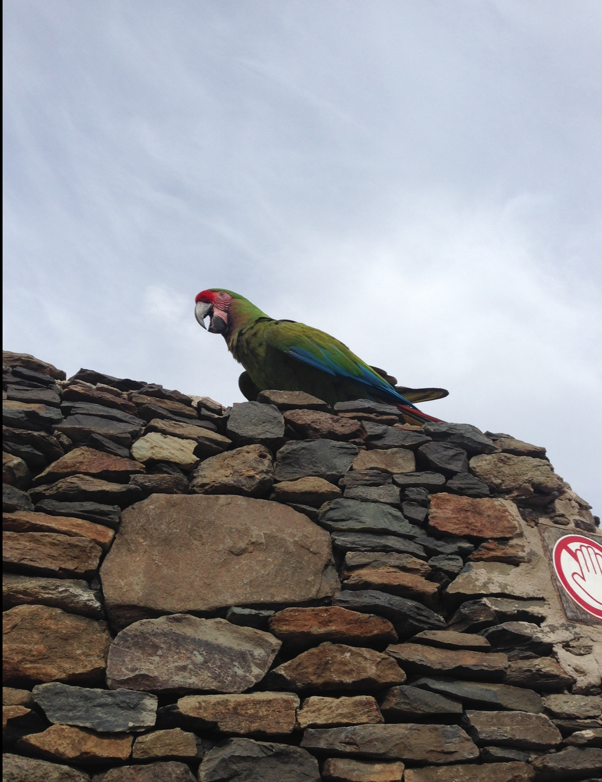 Military macaw during show 2015