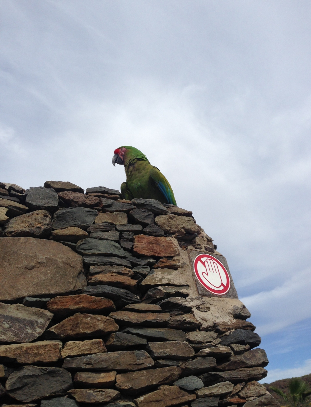 Military macaw during show 2015