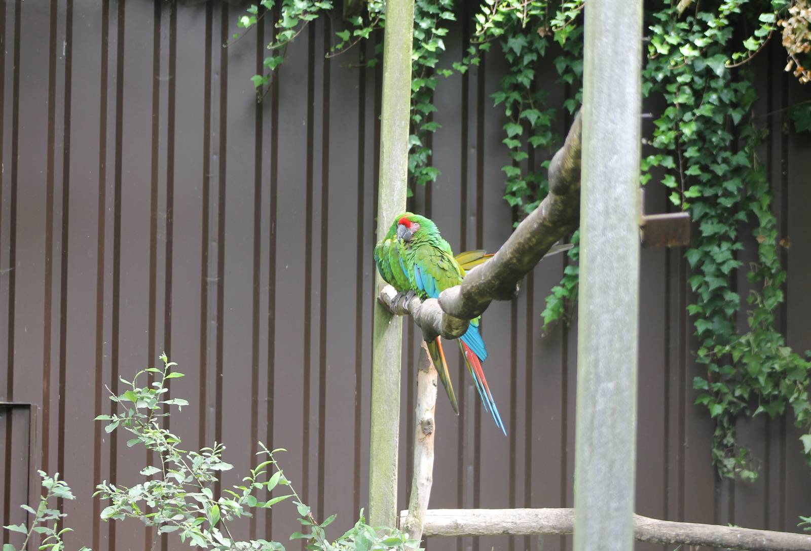 Military macaw enclosure