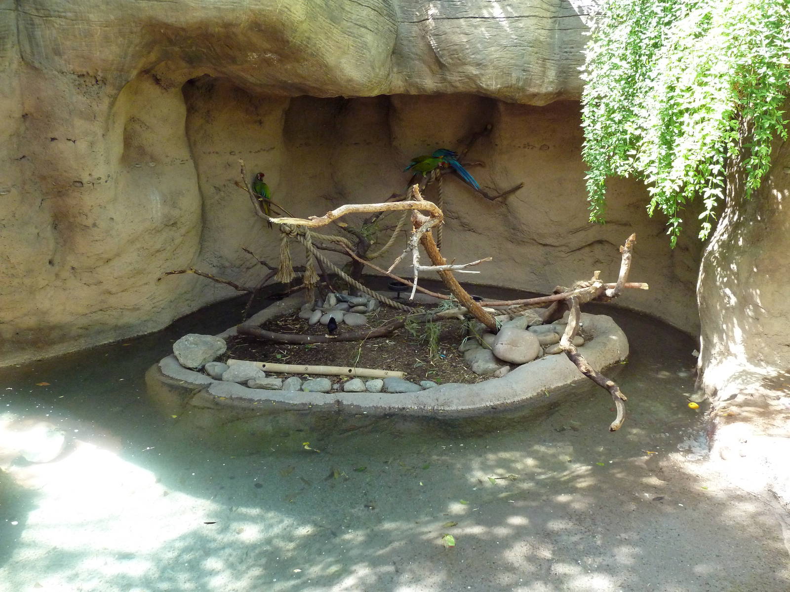 Military Macaw Exhibit